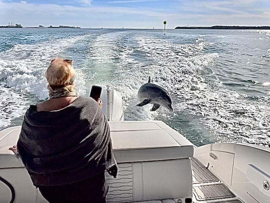 dolphin tours