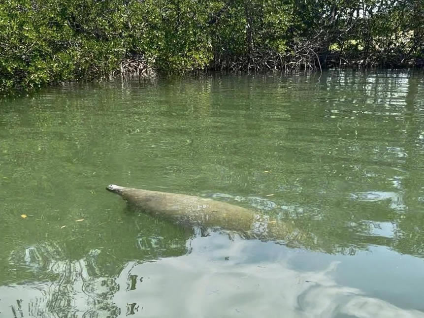 manatees