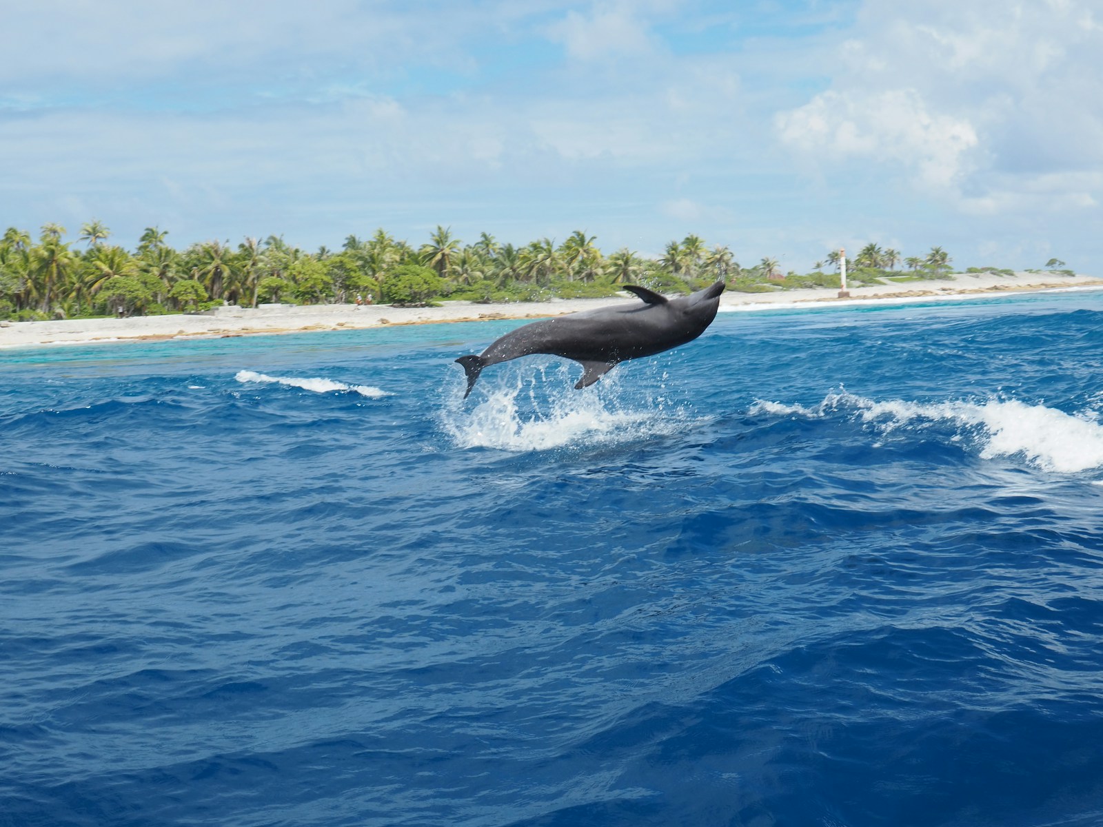 dolphin on sea